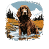 Dog American Water Spaniel