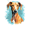 Dog Azawakh