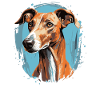 Dog Azawakh