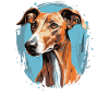 Chien Azawakh