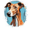 Dog Azawakh