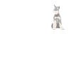 I Prefer Term Schnauzer Obsessed