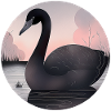 Black swan