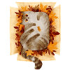 Katze im Herbstkarton