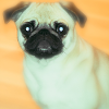 Cute Pug with Big Eyes