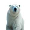 Polar Majesty