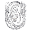 Barn owl