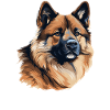 Dog American Akita