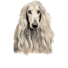 Dog Afghan Hound