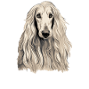 Dog Afghan Hound