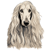 Dog Afghan Hound