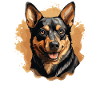 Hund Australian Kelpie