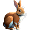 Orange Rabbit