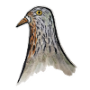 Taubenkopf