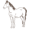 Chevaux : majesté et grâce combinées