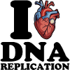 I love DNA replication