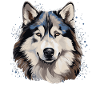 Dog Alaskan Malamute