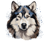 Dog Alaskan Malamute