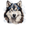 Dog Alaskan Malamute
