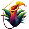 Nepenthes Pitcher Plant Colorful Carnivores