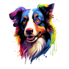 bunter Border Collie Hundekopf