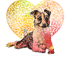 Jack Russell Terrier