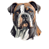 Chien bouledogue américain