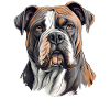 Dog American Bulldog