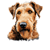 Dog Airedale Terrier