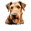 Dog Airedale Terrier