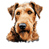 Dog Airedale Terrier