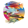 Fish Aquarium Fish Aquatics