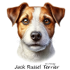 Jack Russel Terrier