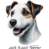 Jack Russel Terrier 003