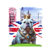 English Bulldog