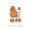 Maman caniche - Caniche