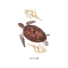 Sea turtle