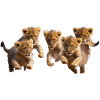 Kittens are in a good mood