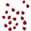 Ladybugs in a group