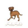 Rhodesian Ridgeback Mom - Rhodesian Ridgeback