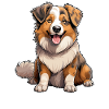 Dog Australian Shepherd