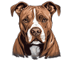 Chien American Staffordshire