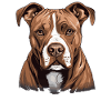 Dog American Staffordshire
