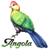 Touraco Angola Bird