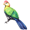Paulines Touraco-Vogel