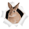 Bunny looking through hole
