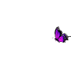 Goat with butterfly