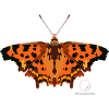 Comma