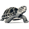 Geo_Schildkröte_2