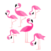Pink Flamingo